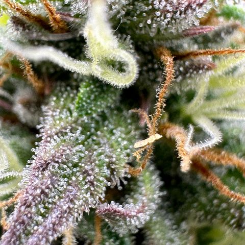 Northern Lights Automatic growlog timeline photo