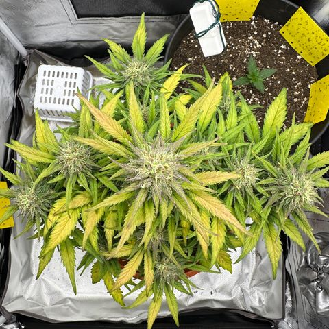 Northern Lights Automatic growlog timeline photo