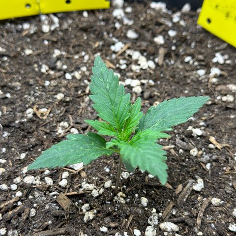 Cookie #2 growlog timeline photo