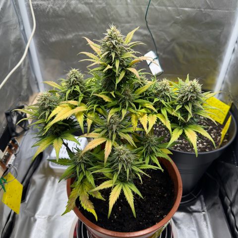 Northern Lights Automatic growlog timeline photo