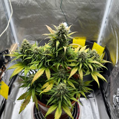 Northern Lights Automatic growlog timeline photo