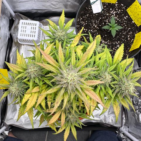 Northern Lights Automatic growlog timeline photo