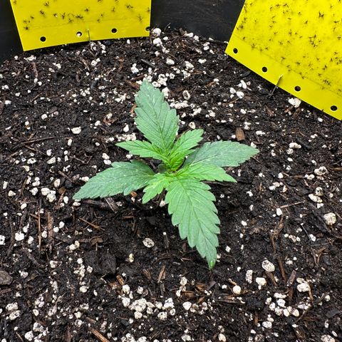 Cookie #2 growlog timeline photo