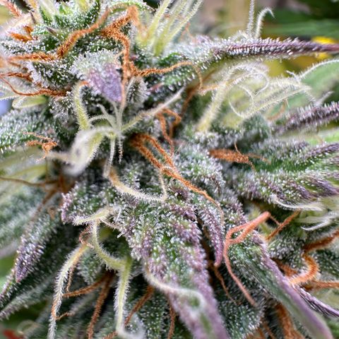 Northern Lights Automatic growlog timeline photo