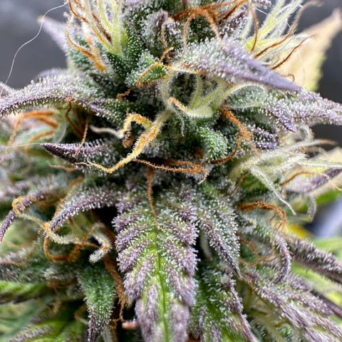 Northern Lights Automatic growlog timeline photo