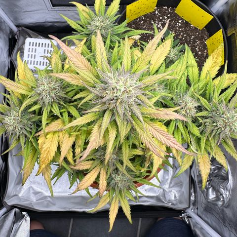 Northern Lights Automatic growlog timeline photo