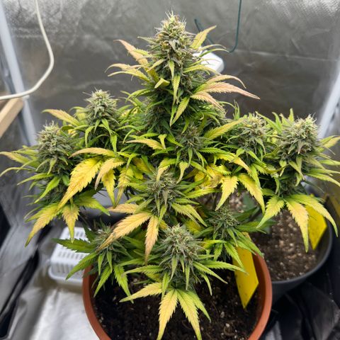 Northern Lights Automatic growlog timeline photo