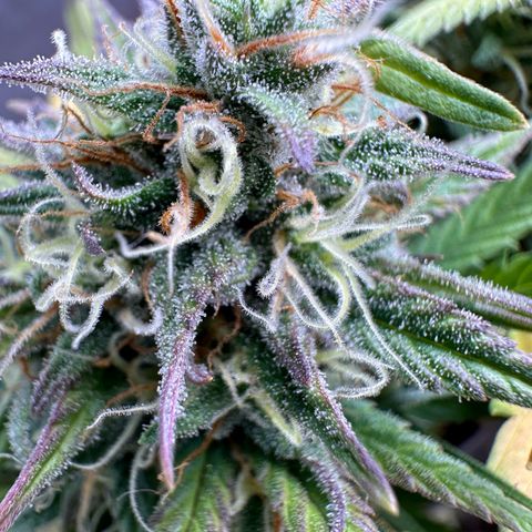 Northern Lights Automatic growlog timeline photo