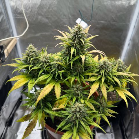 Northern Lights Automatic growlog timeline photo