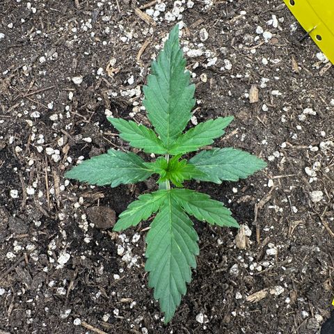 Cookie #2 growlog timeline photo