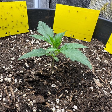 Cookie #2 growlog timeline photo