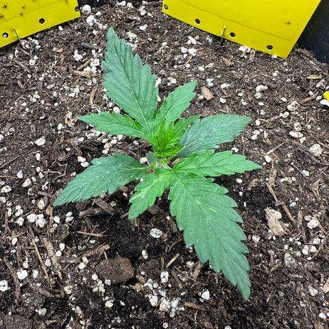 Cookie #2 growlog timeline photo