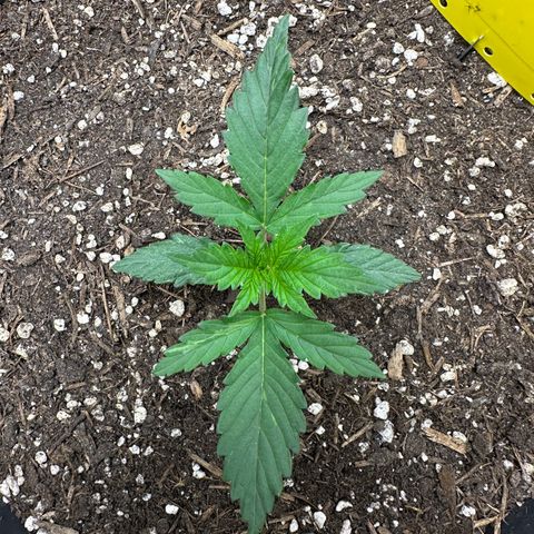 Cookie #2 growlog timeline photo