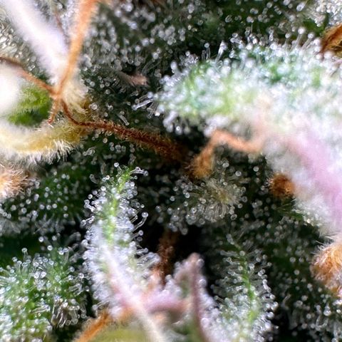 Northern Lights Automatic growlog timeline photo