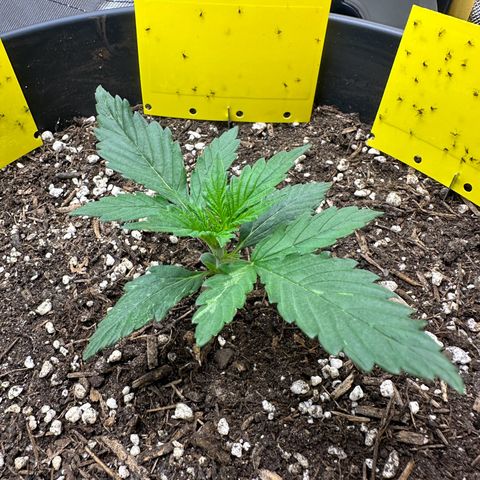 Cookie #2 growlog timeline photo