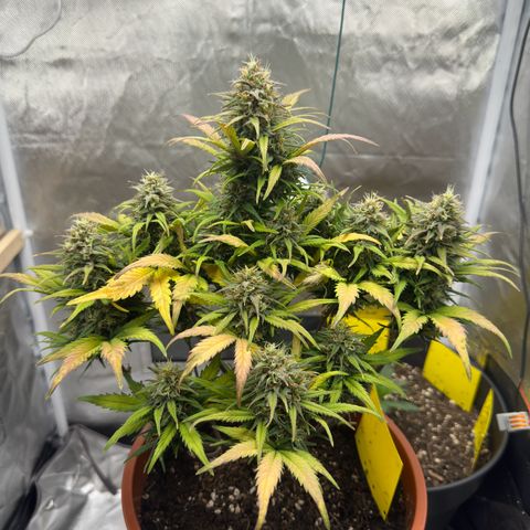 Northern Lights Automatic growlog timeline photo