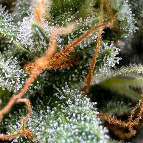 Northern Lights Automatic growlog timeline photo