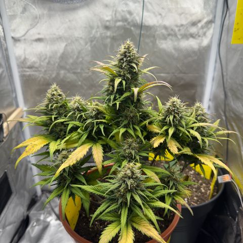 Northern Lights Automatic growlog timeline photo