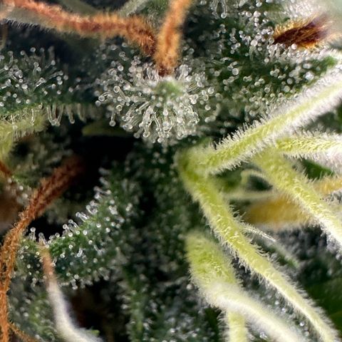 Northern Lights Automatic growlog timeline photo