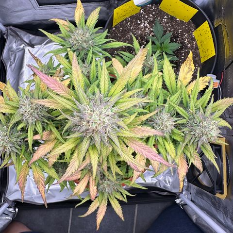 Northern Lights Automatic growlog timeline photo