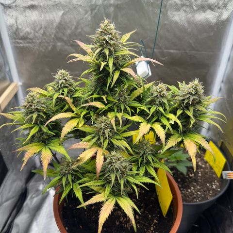 Northern Lights Automatic growlog timeline photo