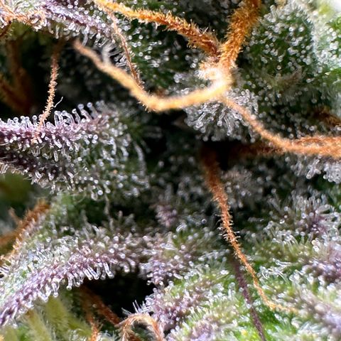 Northern Lights Automatic growlog timeline photo