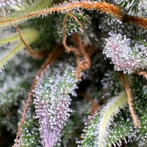 Northern Lights Automatic growlog timeline photo