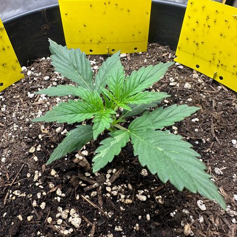 Cookie #2 growlog timeline photo
