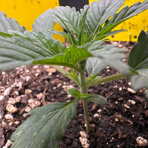 Cookie #2 growlog timeline photo