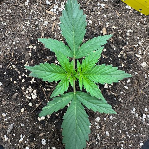 Cookie #2 growlog timeline photo