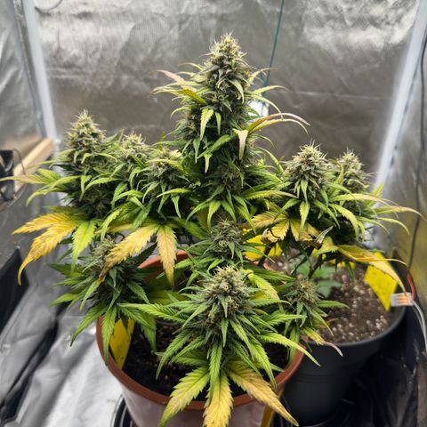 Northern Lights Automatic growlog timeline photo