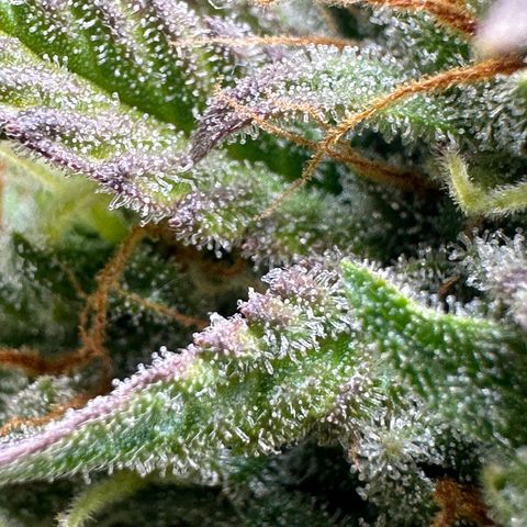 Northern Lights Automatic growlog timeline photo
