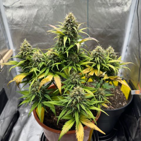 Northern Lights Automatic growlog timeline photo