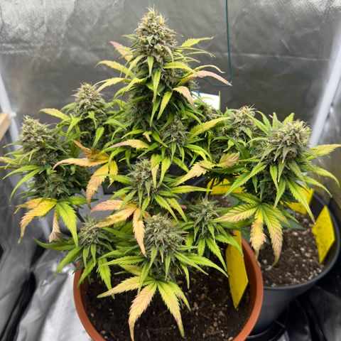 Northern Lights Automatic growlog timeline photo