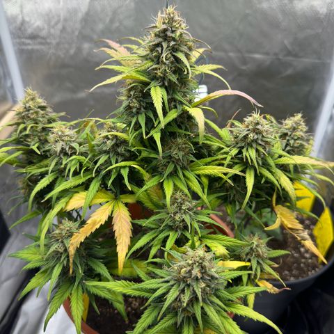 Northern Lights Automatic growlog timeline photo