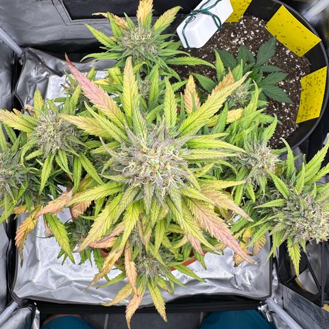 Northern Lights Automatic growlog timeline photo