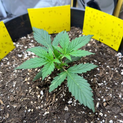 Cookie #2 growlog timeline photo