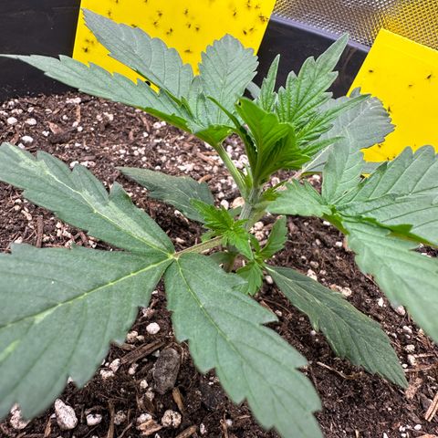 Cookie #2 growlog timeline photo