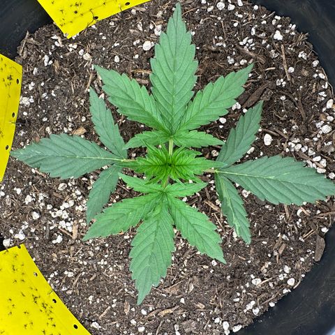 Cookie #2 growlog timeline photo