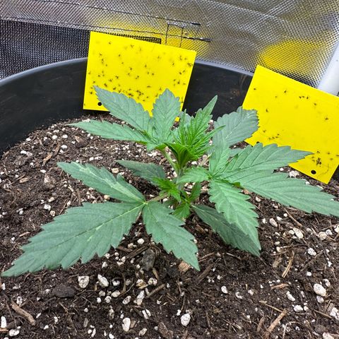 Cookie #2 growlog timeline photo
