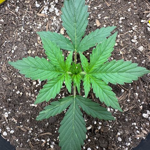 Cookie #2 growlog timeline photo
