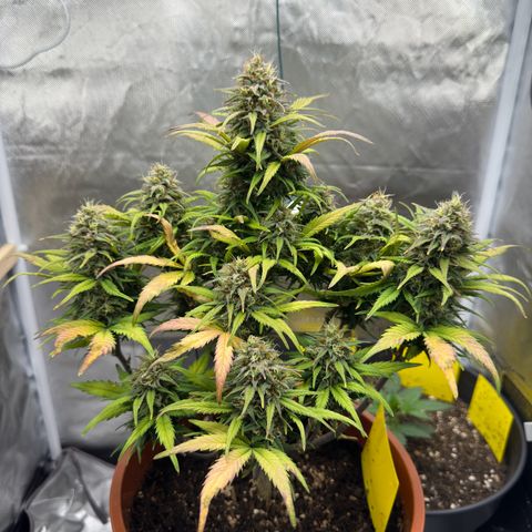 Northern Lights Automatic growlog timeline photo