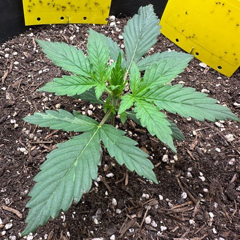 Cookie #2 growlog timeline photo