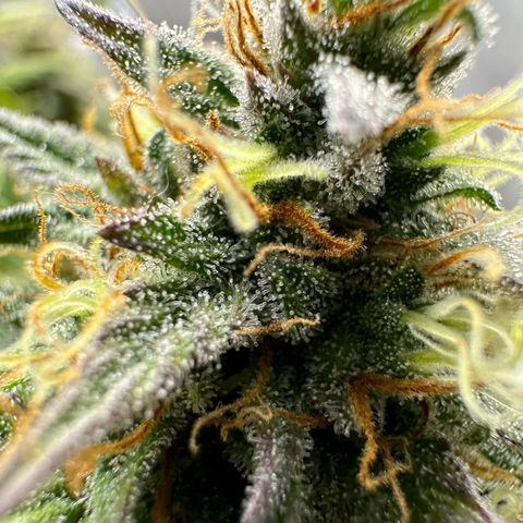 Northern Lights Automatic growlog timeline photo