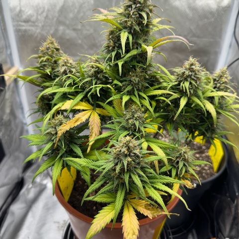 Northern Lights Automatic growlog timeline photo