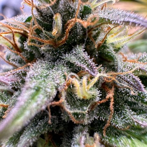 Northern Lights Automatic growlog timeline photo
