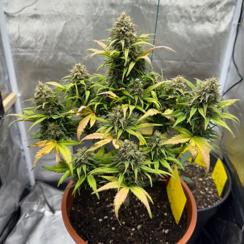 Northern Lights Automatic growlog timeline photo