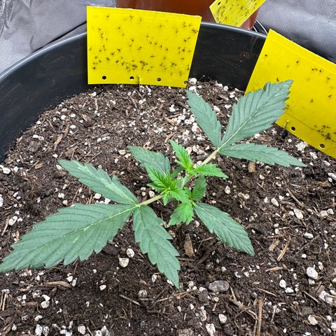 Cookie #2 growlog timeline photo