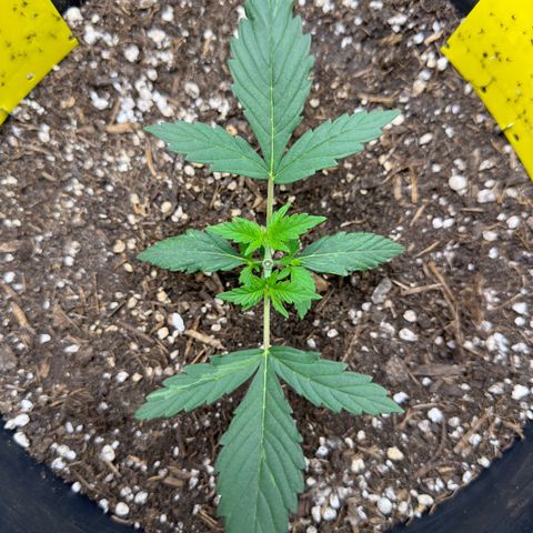 Cookie #2 growlog timeline photo