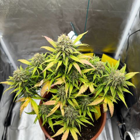 Northern Lights Automatic growlog timeline photo